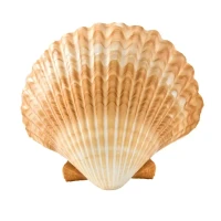 Shell's Evolution: Gas Stations, Shell Shockers, and What's Next